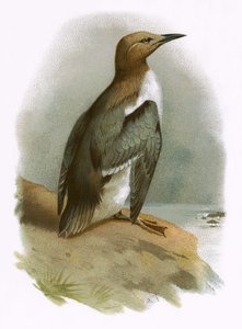 Guillemot