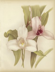 Lycaste skinneri ve beyaz çeşitlilik