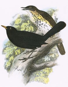 Song-Thrush (üstte) ve Blackbird (altta)