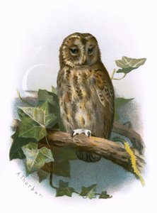 alaca baykuş