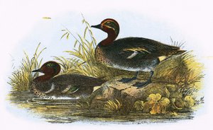 Teal (sağda) ve Amerikan Teal (solda)
