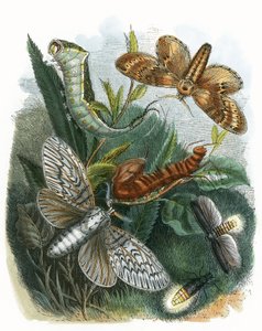 Fiðrildið Vivarium