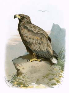 Ak kuyruklu kartal