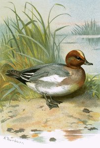 Widgeon