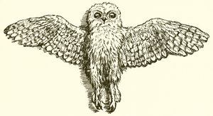 Kartal ve Baykuş
