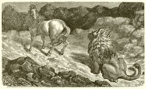 at ve aslan