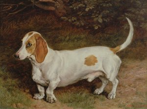 Favori Dachshund