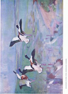Dersingham Bataklıkları üzerinde uçan Sheld Duck