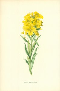 Alp Duvar Çiçeği