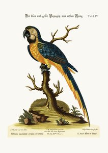Mavi ve Sarı Amerika Papağanı, 1749-73