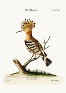 The Hoopoe, 1749-73 