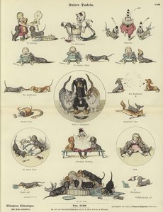 Dachshund