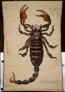 Pandinus imparatorunun posteri