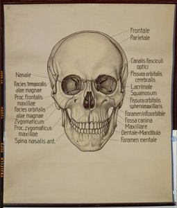 Bir insan kafatası posteri