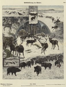 Kışın Yaban Hayatı Besleme
