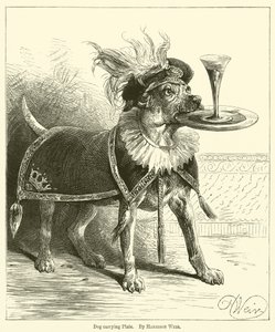 Köpek Taşıma Plakası