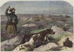 orman tavuğu çekim