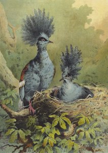 Taçlı güvercin (chromolitho)