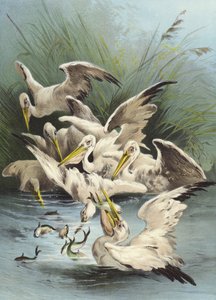 Pelikan besleme (chromolitho)