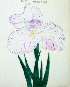 Shokko Nishiki, of. 48, 1898