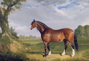 Bir Clydesdale Aygırı, 1820