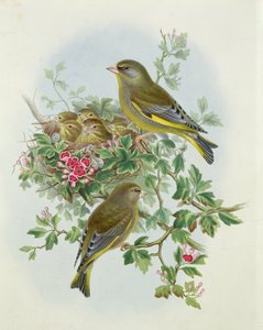 Greenfinch, 1873 (wc, kağıt üzerine kalem)