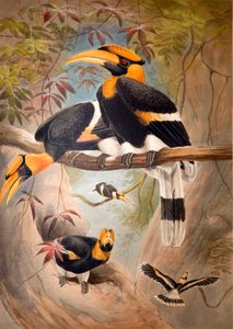 İçbükey Hornbill Kask, 1861