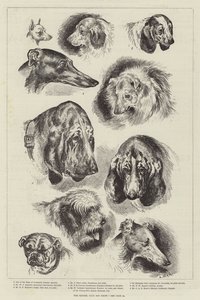 Kennel Club Köpek Gösterisi