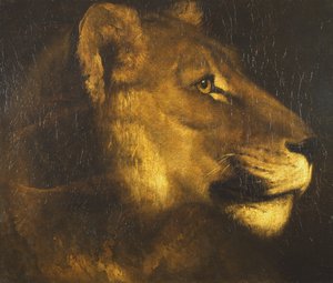Bir dişi aslan başı