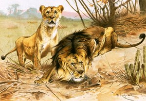 Aslan ve dişi aslan