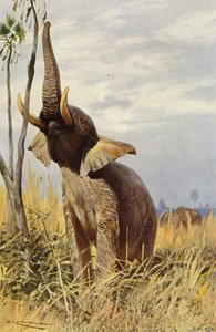 Afrika fili