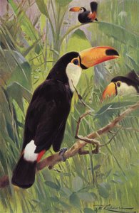 dev tukan