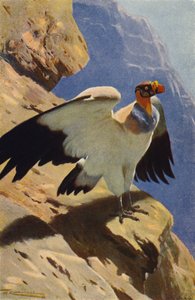 kral akbaba