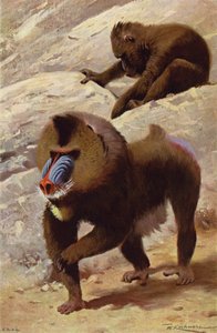 mandril