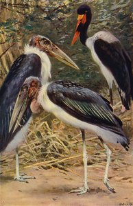 Marabu ve Jabiru