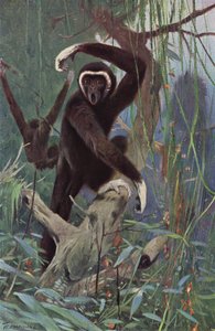 Ak Elli Gibbon