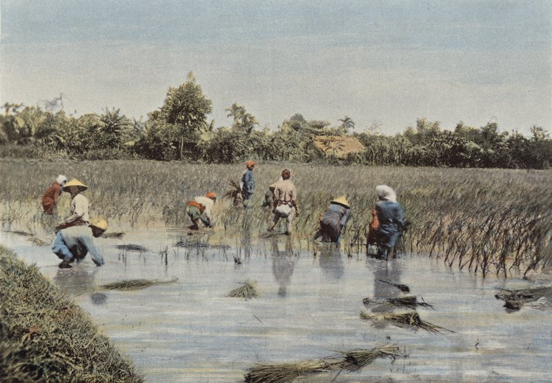 pirinç hasadı by European Photographer