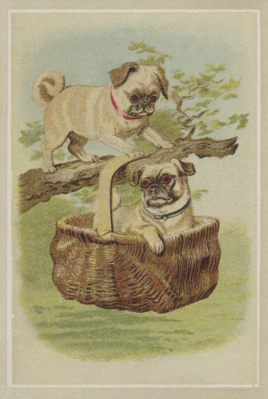 pug köpekleri by American School