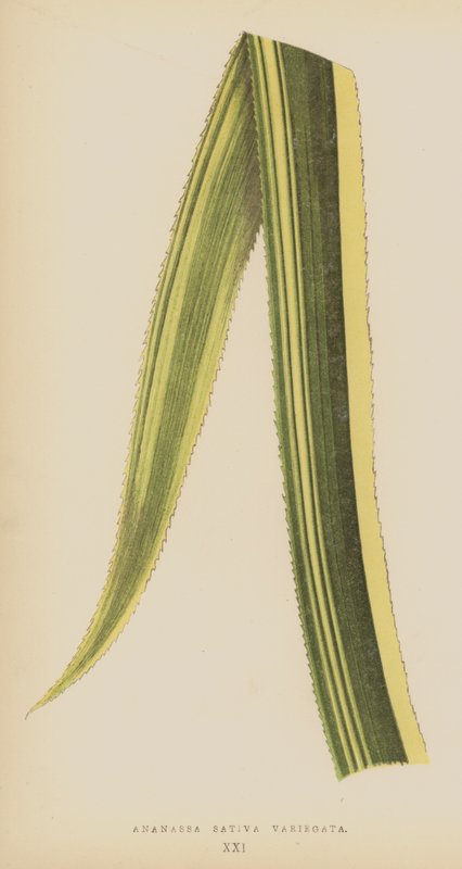 Ananassa Sativa Variegata by English School