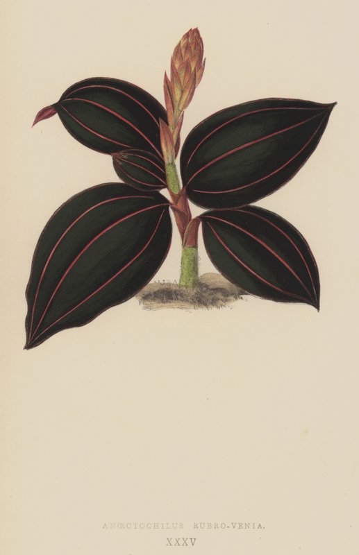 Anoectochilus Rubro-Venia by English School