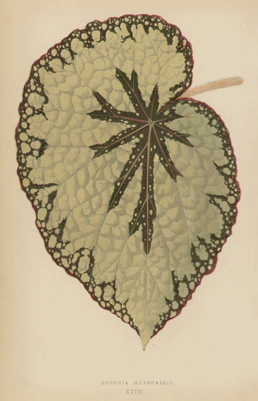 Begonya Marshallii by English School