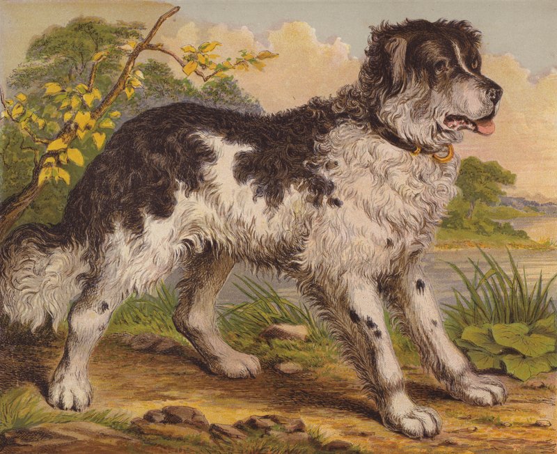 Büyük köpekler by English School