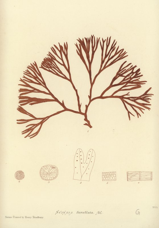 İngiliz Deniz Yosunu (doğa baskılı) by English School