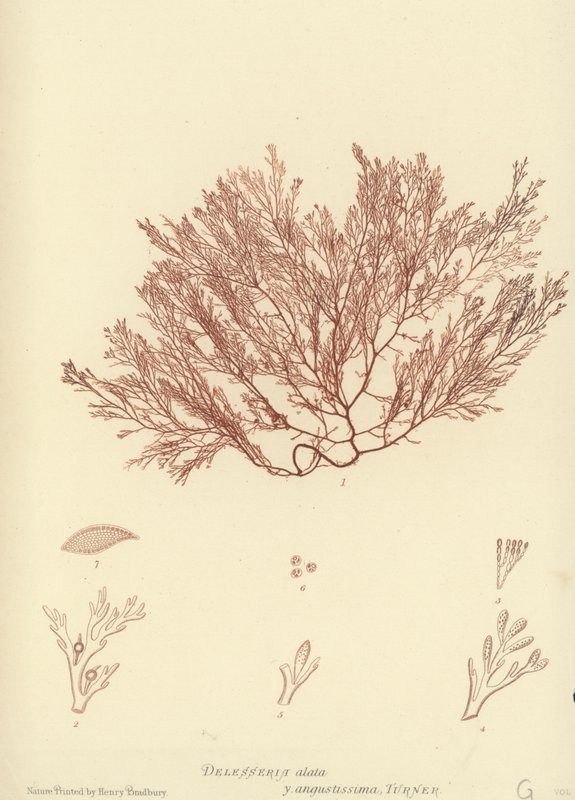 İngiliz Deniz Yosunu (doğa baskılı) by English School