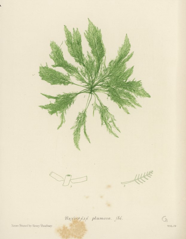 İngiliz Deniz Yosunu (doğa baskılı) by English School