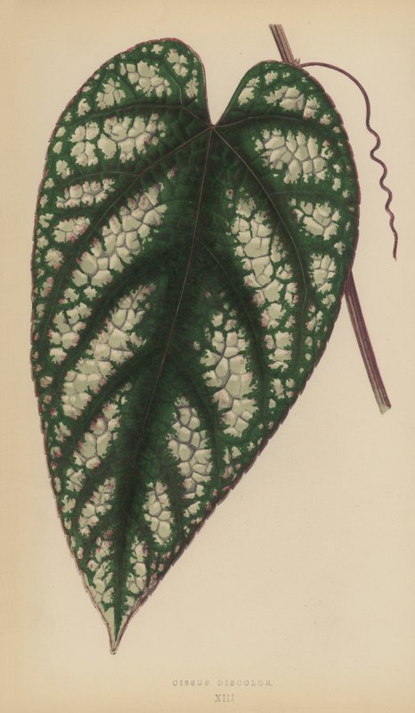 Cissus