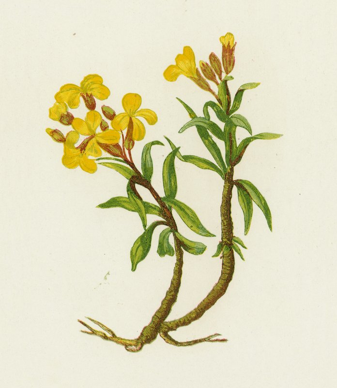 Ortak Wallflower, Cheiranthus Cheiri by English School