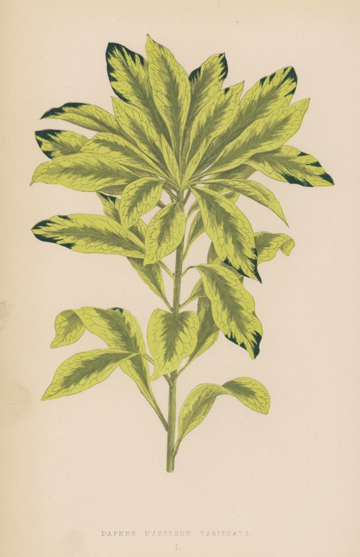 Daphne Mazereon Variegata by English School