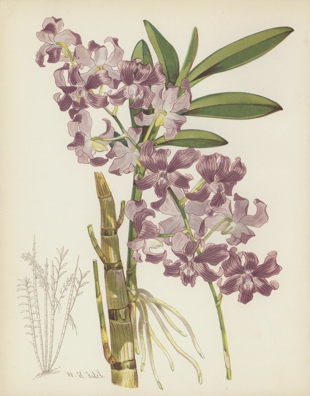 Dendrobium Superbiens by English School