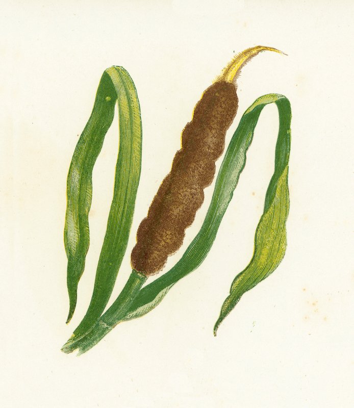 Büyük Kamış Topuz veya Kedi Kuyruğu, Typha Latifolia by English School